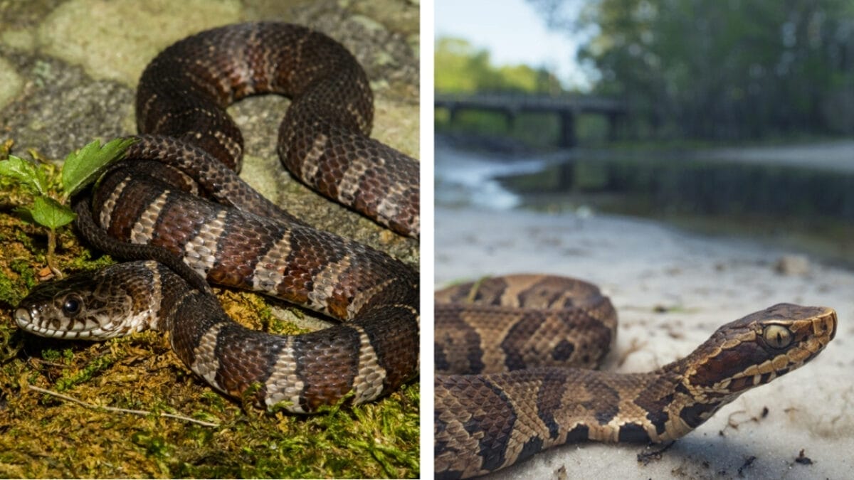 7 Simple Ways to Distinguish Watersnakes from Cottonmouths 4 7 Simple Ways to Distinguish Watersnakes from Cottonmouths - appearance of watersnake and cottonmouth ss309338390 671355250