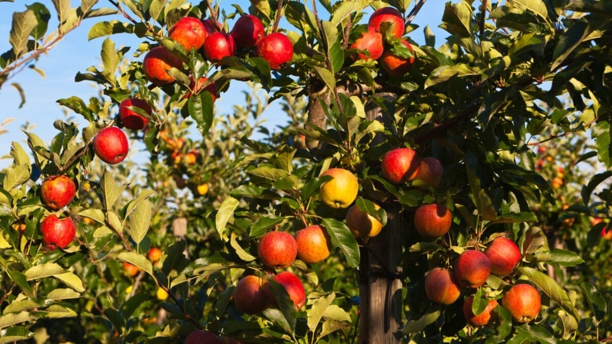 EWG’s 2024 Fruit & Veggie Dirty Dozen (Highest in Pesticides) & Clean 15 Lists - apple tree dp163602916