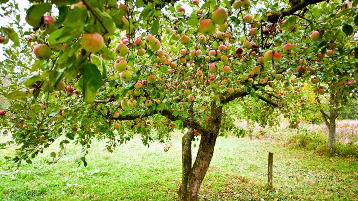 16 Fast Growing Fruit Trees for Impatient Gardeners 7 16 Fast Growing Fruit Trees for Impatient Gardeners - apricot trees dp4049273