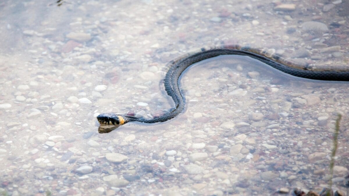 13 Ways Your Home Could Be Inviting Snakes Inside 5 13 Ways Your Home Could Be Inviting Snakes Inside - aquatic rattlesnake dp58192309