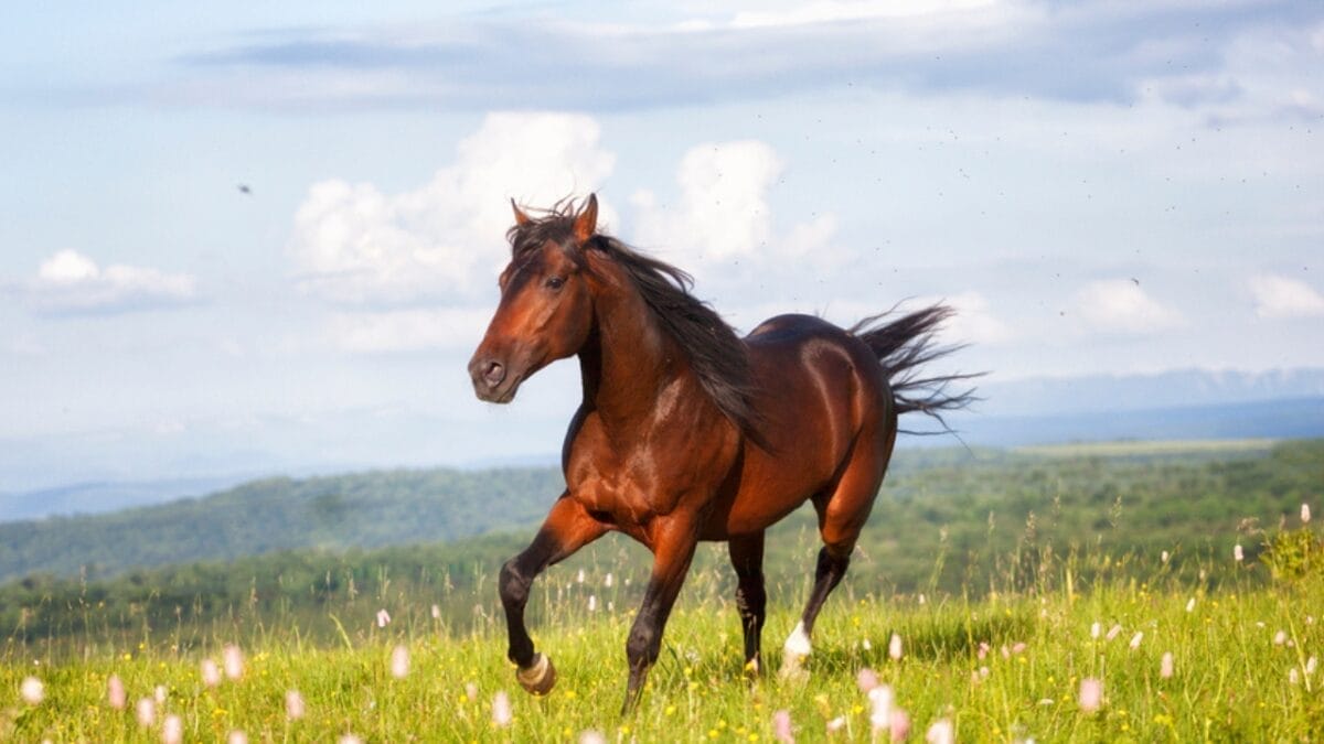 15 Enduring Horse Breeds with Lifespans as Strong as Their Spirit 6 15 Enduring Horse Breeds with Lifespans as Strong as Their Spirit - arabian ss1937973316