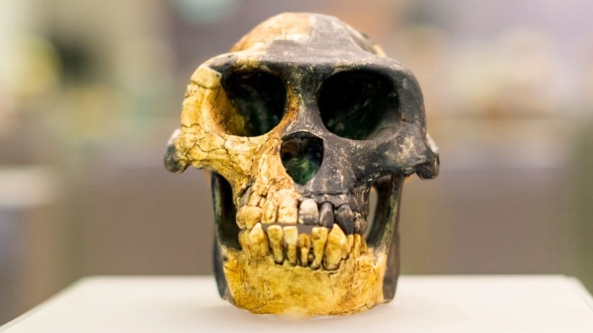 10 of the Oldest Human Fossils Ever Found 5 10 of the Oldest Human Fossils Ever Found - ardipithecus ramidus ss2272492033