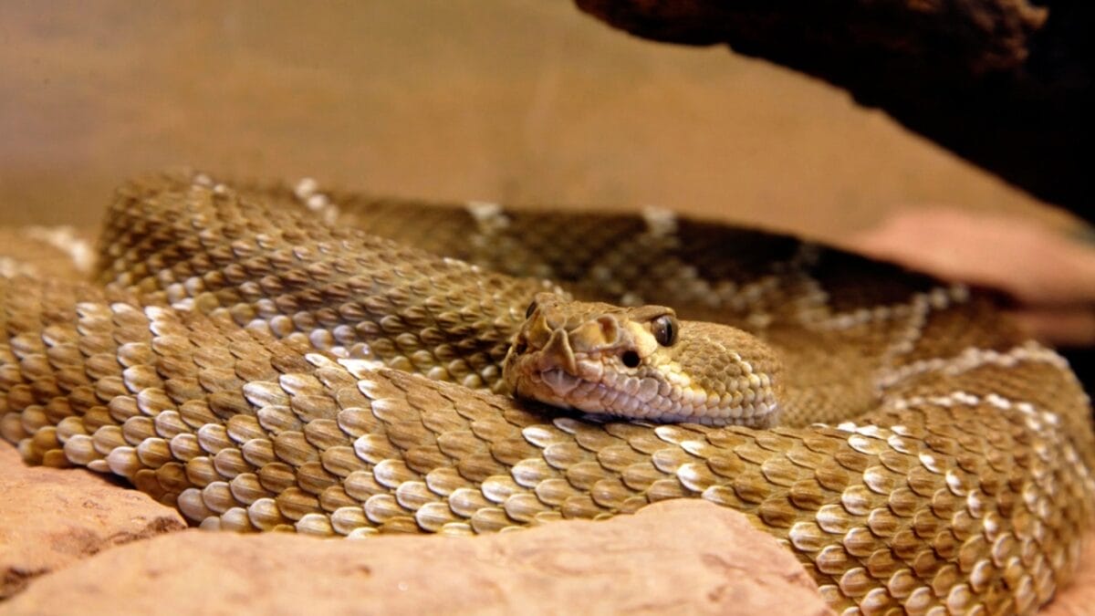 30 Rattlesnake Species from Around the Globe: Majority in U.S. 8 30 Rattlesnake Species from Around the Globe: Majority in U.S. - arizona black rattlesnake dp17442485