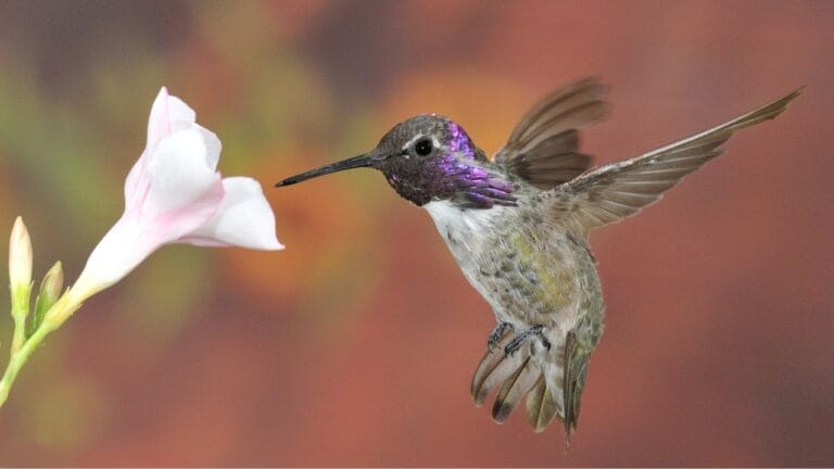 Attract Hummingbirds to Your Hanging Baskets with These 10 Low-Key Flowers - arizona costa hummingbird ss56736016