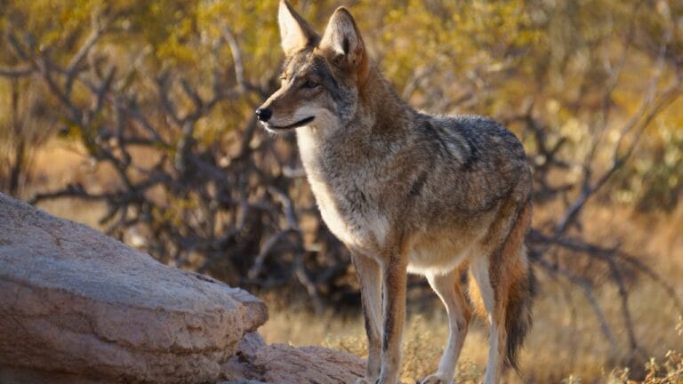 20 States Where Coyotes Are Thriving: Sightings Increasing 4 20 States Where Coyotes Are Thriving: Sightings Increasing - arizona coyote ss1316432432