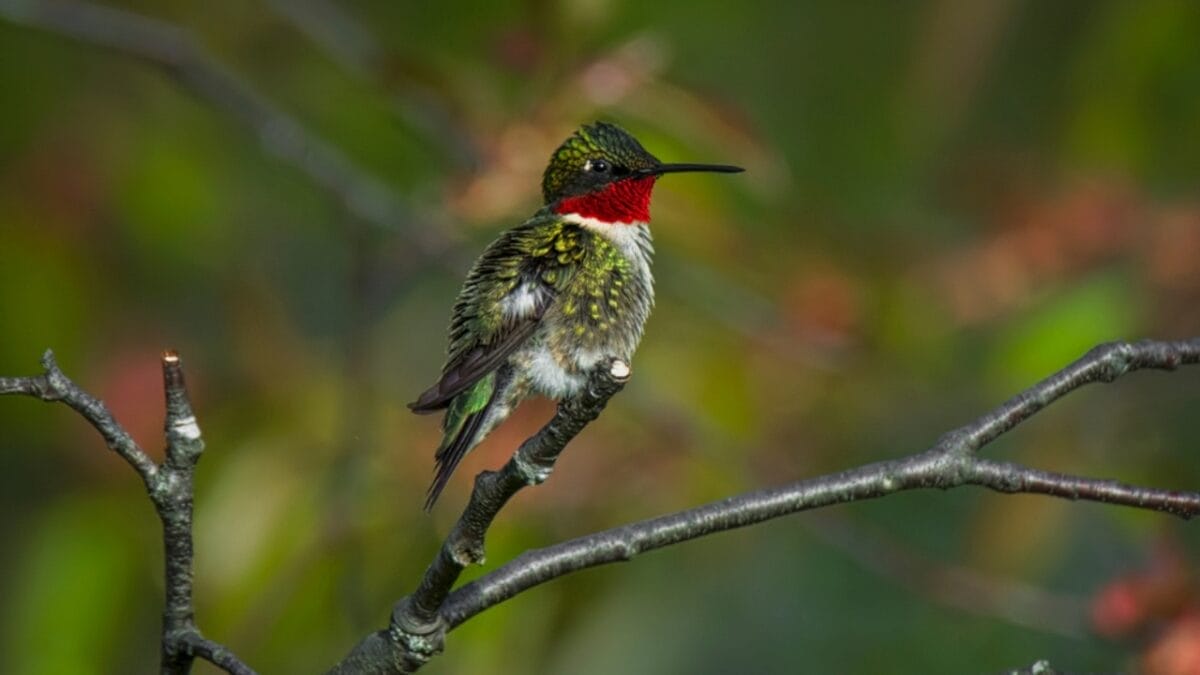 Hummingbirds’ Winter Destinations: What They Do to Escape the Cold - arkansas ruby throated hummingbird ss1423580585