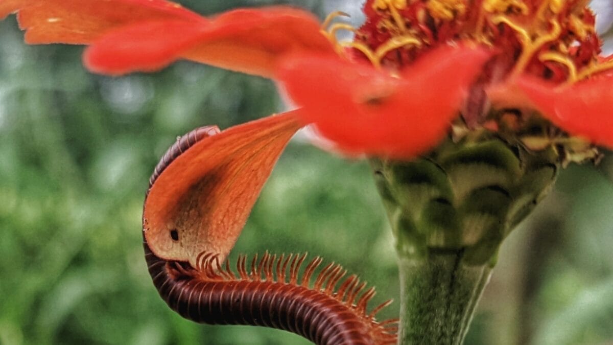 8 Little-Known Facts About the 8-Foot Millipede that Once Ruled the Carboniferous Era 6 8 Little-Known Facts About the 8-Foot Millipede that Once Ruled the Carboniferous Era - arthropleura diet ss2428241097