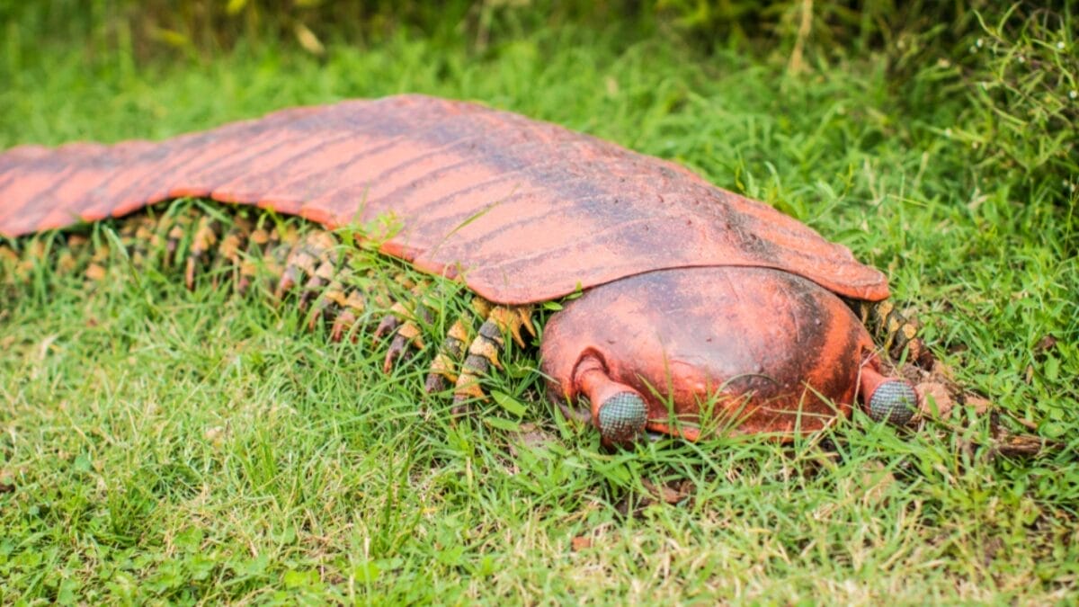 8 Little-Known Facts About the 8-Foot Millipede that Once Ruled the Carboniferous Era - arthropleura legs ss1547645429