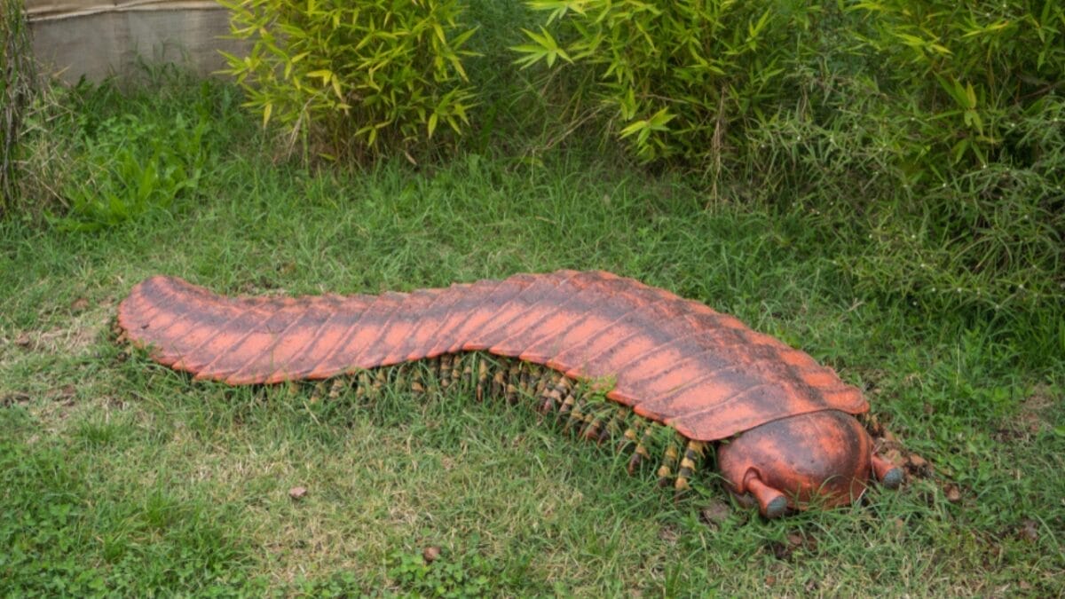 8 Little-Known Facts About the 8-Foot Millipede that Once Ruled the Carboniferous Era - arthropleura titan millipede ss1547645432