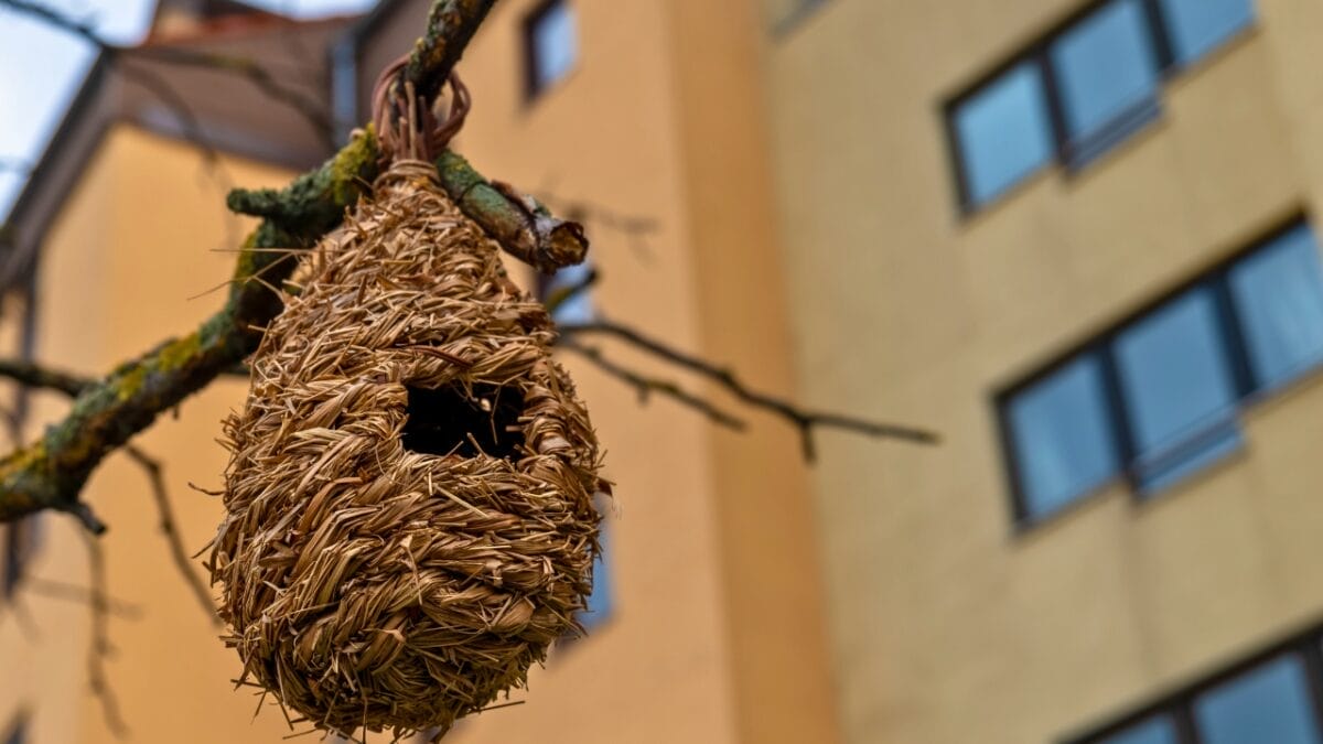 10 Ways to Attract Bluebirds to Your Yard - artificial birds nest ss2283138985