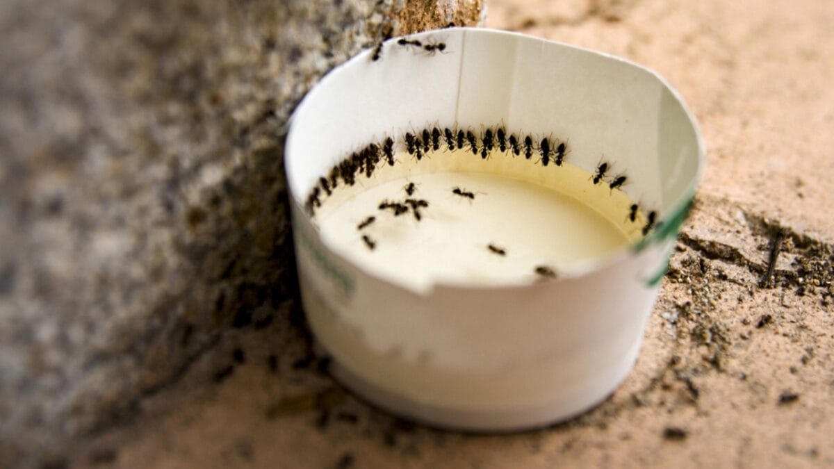 Using Red Dye & Other Mistakes People Make with DIY Hummingbird Nectar 10 Using Red Dye & Other Mistakes People Make with DIY Hummingbird Nectar - artificial ant trail feeder ss2028576809