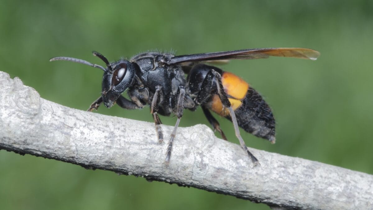 14 Dangerous Bugs You Should Eliminate on Sight - asian giant hornet ss579152827