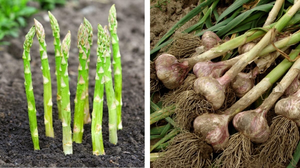 11 Plants You Should Never Grow Together - asparagus and garlic dp74671699 6562845 2