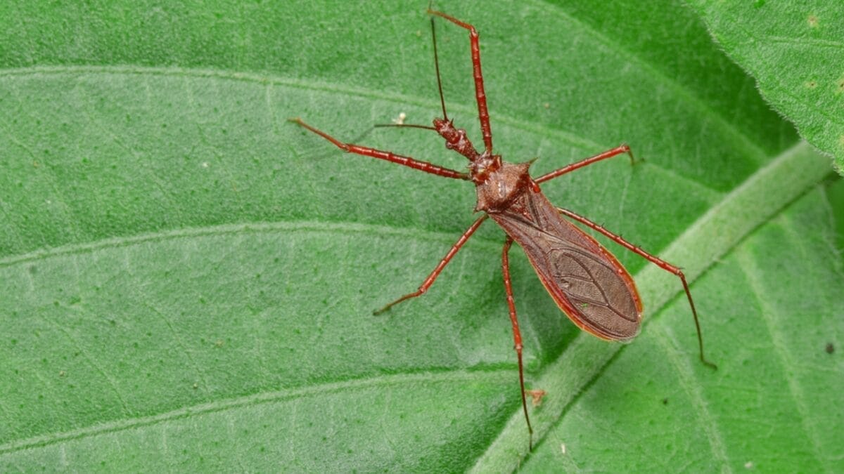 14 Dangerous Bugs You Should Eliminate on Sight - assassin bugs ss400050736