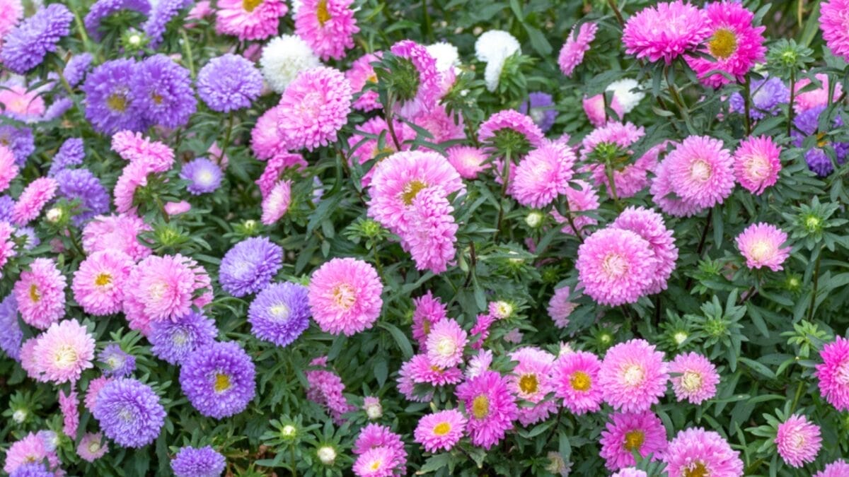 15 Perennial Plants to Make Your Garden Shine Year After Year 16 15 Perennial Plants to Make Your Garden Shine Year After Year - aster ss1796141506