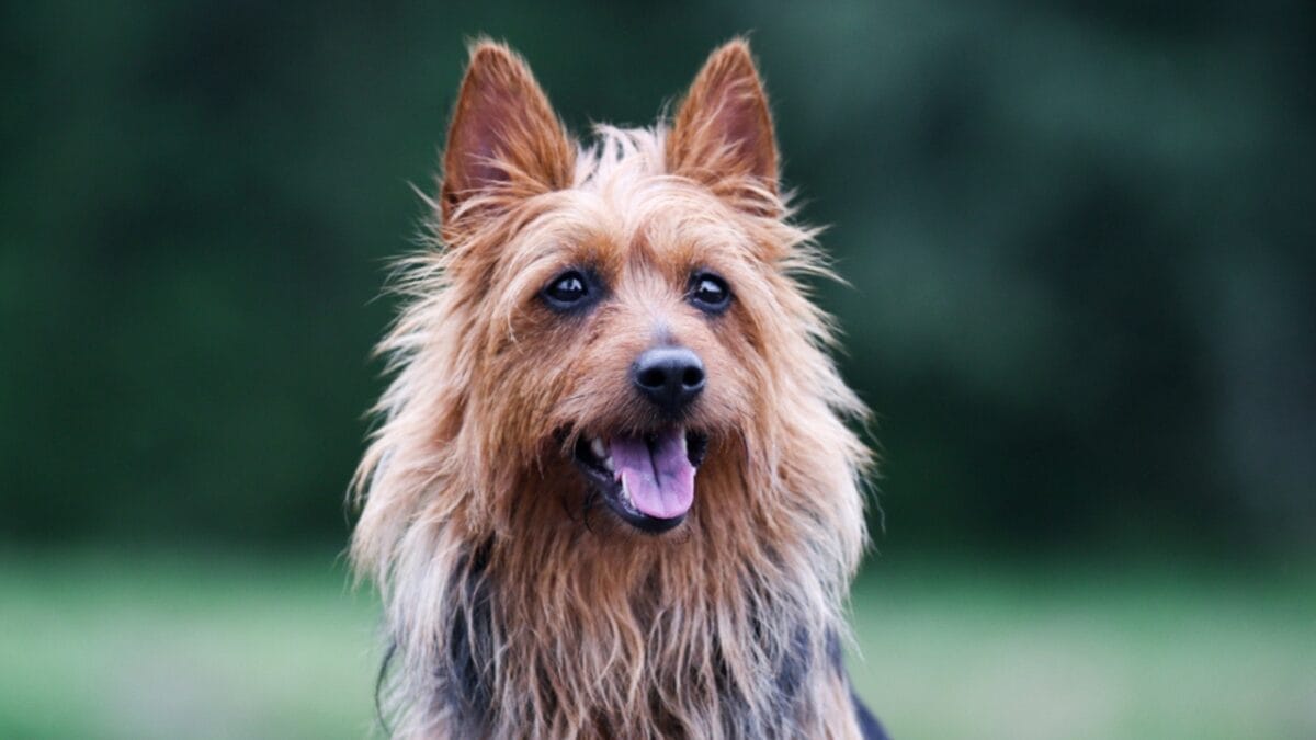 10 Facts about Australian Terriers That Few People Know About - aus terrier dog closeup tongue ss1160901991