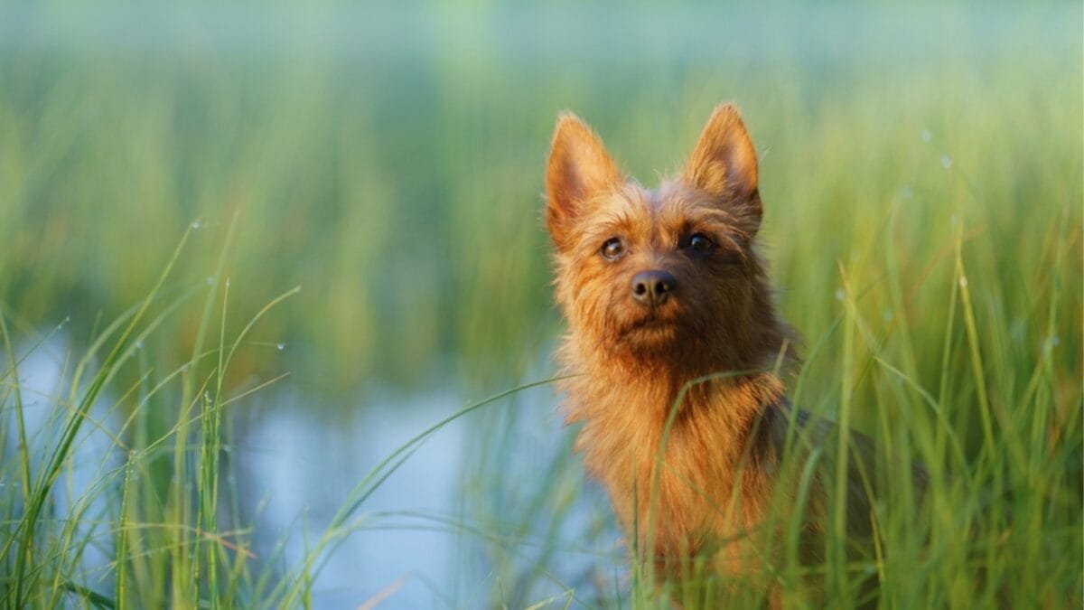 10 Facts about Australian Terriers That Few People Know About - aus terrier dog peeking grass ss2157822891