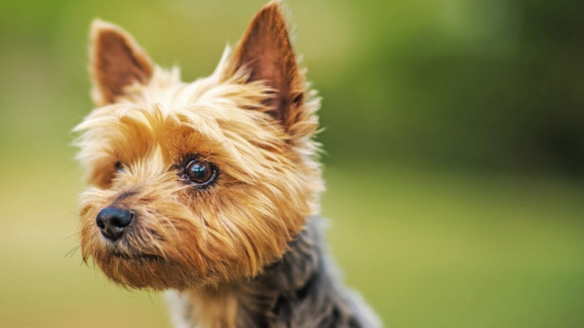 10 Facts about Australian Terriers That Few People Know About - aus terrier dog shaved coat ss1743960722