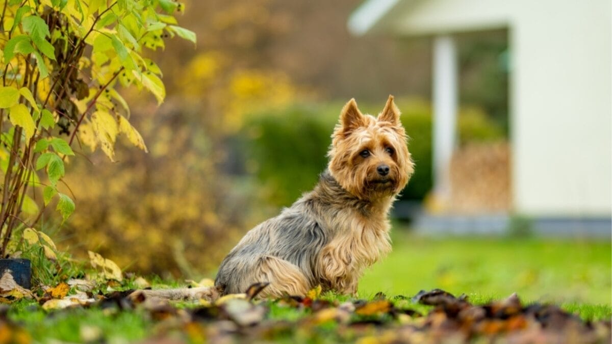 10 Facts about Australian Terriers That Few People Know About - aus terrier dog sitting leaves ss2333685293