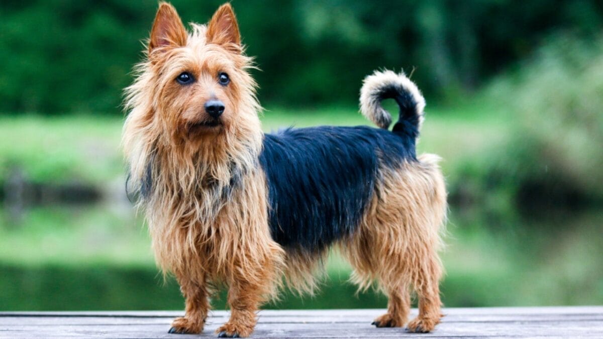 10 Facts about Australian Terriers That Few People Know About - aus terrier dog standing looking side ss1160904817