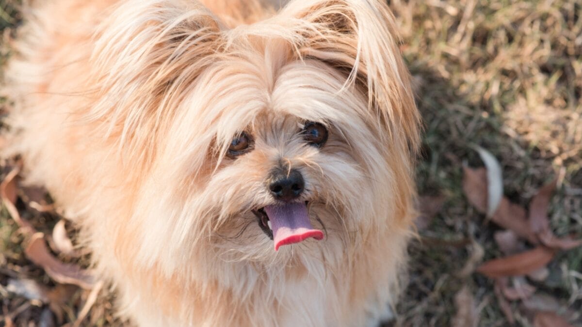 10 Facts about Australian Terriers That Few People Know About - aus terrier dog white long hair ss1525832165