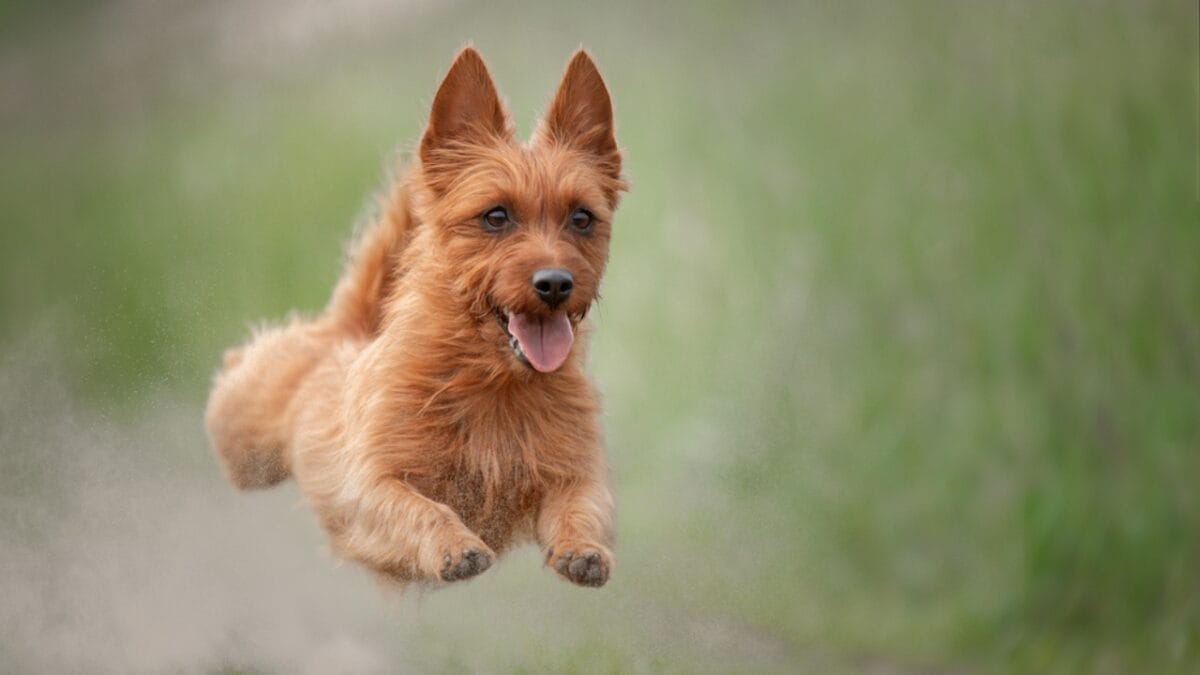 10 Facts about Australian Terriers That Few People Know About - aus terrier jumping ss2025416228
