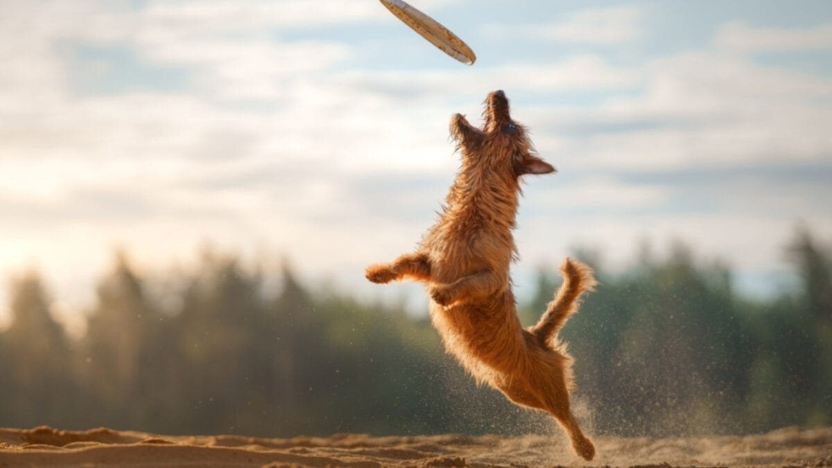 10 Facts about Australian Terriers That Few People Know About - aus terrier playing frisbee ss2167003691