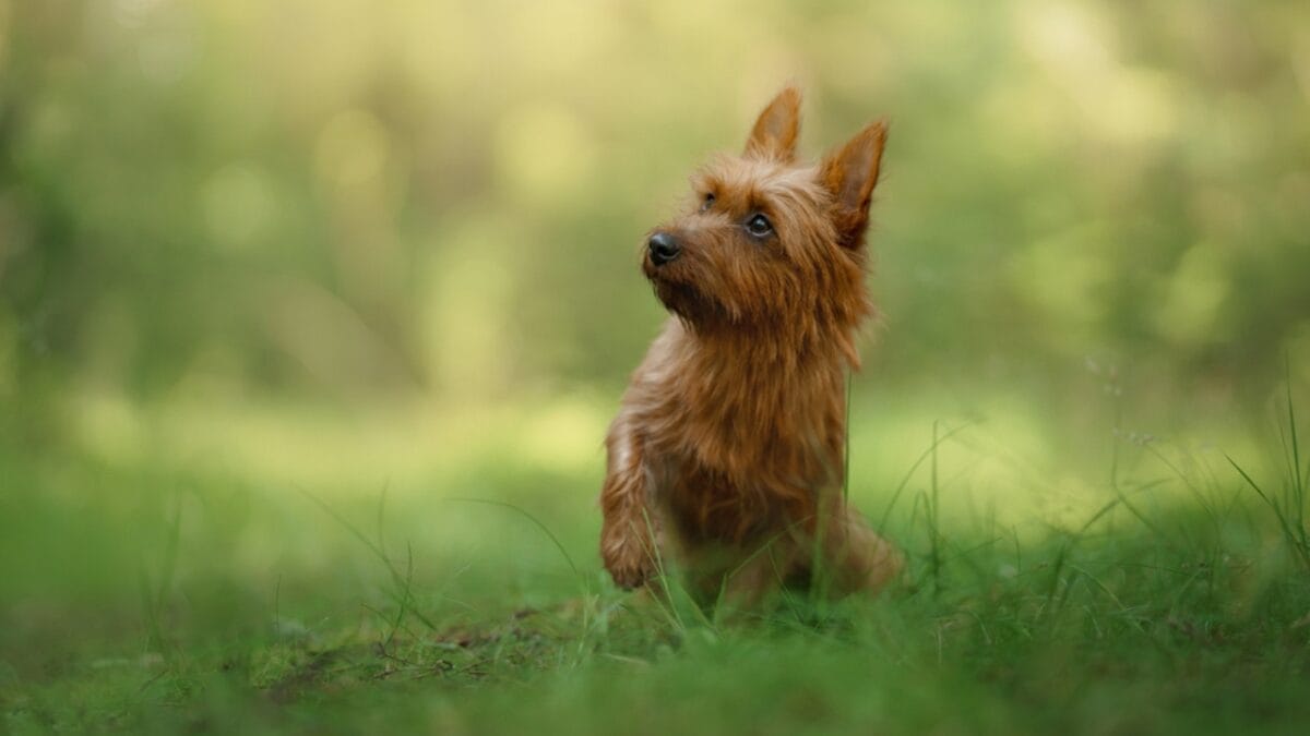 10 Facts about Australian Terriers That Few People Know About - aus terrier small dog forest ss1877882257