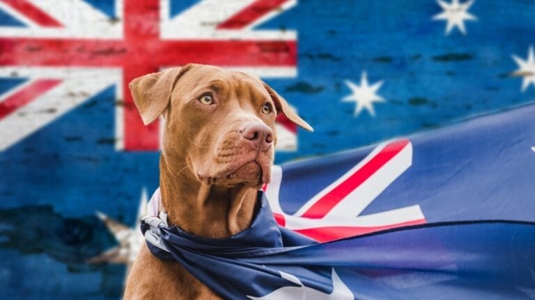Australia's $20B Dog Obsession: Celebrating 10 Australian Dog Breeds - australia flag with dog ss2131070813