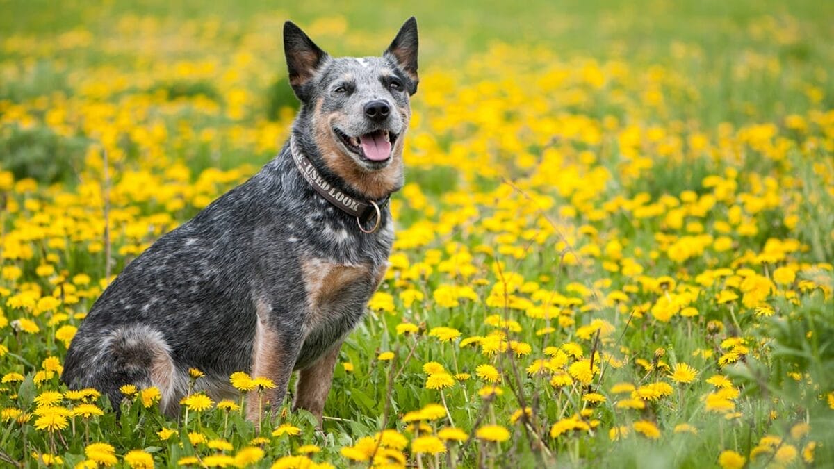 23 Dog Breeds That Could Be Lifesavers in a Zombie Apocalypse - australian cattle dog ss1043412184