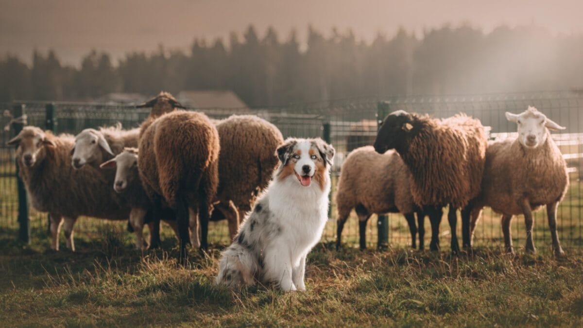 10 Lesser-Known Facts About Australian Shepherd Dogs You Probably Didn’t Know 5 10 Lesser-Known Facts About Australian Shepherd Dogs You Probably Didn’t Know - australian dog herding sheep ss1594628605