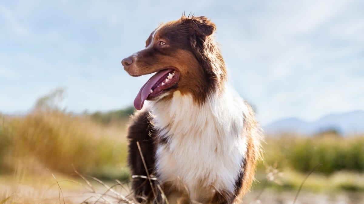 10 Lesser-Known Facts About Australian Shepherd Dogs You Probably Didn’t Know 6 10 Lesser-Known Facts About Australian Shepherd Dogs You Probably Didn’t Know - australian dog looking side ss2113344230