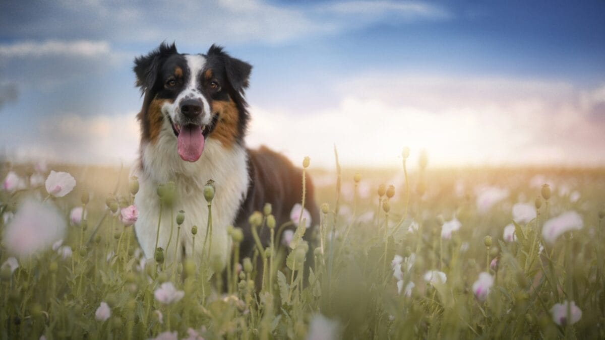 10 Lesser-Known Facts About Australian Shepherd Dogs You Probably Didn’t Know 11 10 Lesser-Known Facts About Australian Shepherd Dogs You Probably Didn’t Know - australian dog standing flowers ss2009204408