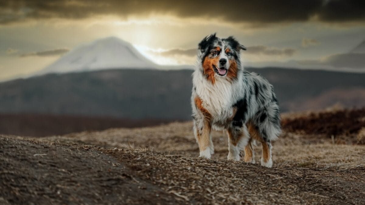 10 Lesser-Known Facts About Australian Shepherd Dogs You Probably Didn’t Know 9 10 Lesser-Known Facts About Australian Shepherd Dogs You Probably Didn’t Know - australian dog standing sunset ss1871746342
