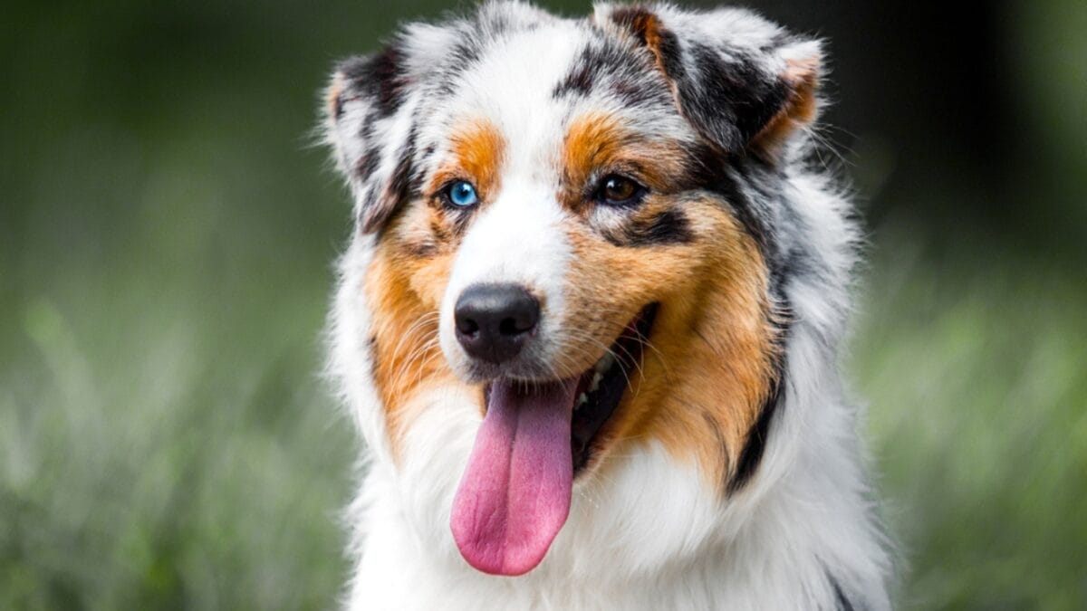10 Lesser-Known Facts About Australian Shepherd Dogs You Probably Didn’t Know 3 10 Lesser-Known Facts About Australian Shepherd Dogs You Probably Didn’t Know - australian dog two eye colors tongue ss1943817781