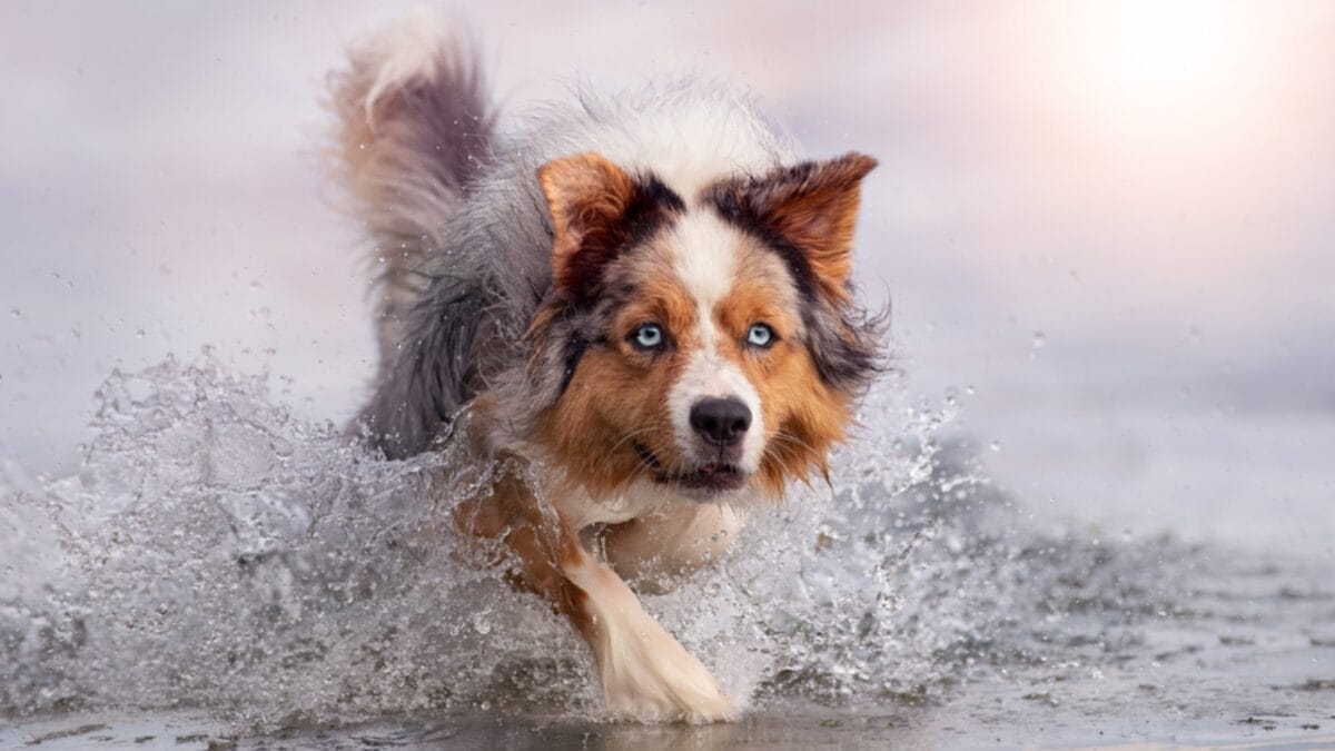 10 Lesser-Known Facts About Australian Shepherd Dogs You Probably Didn’t Know 7 10 Lesser-Known Facts About Australian Shepherd Dogs You Probably Didn’t Know - australian dog water running ss1926719570