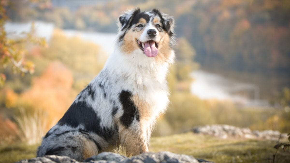 15 American Dog Breeds Born & Bred in the USA: The Underdogs - australian shephered ss1667035612