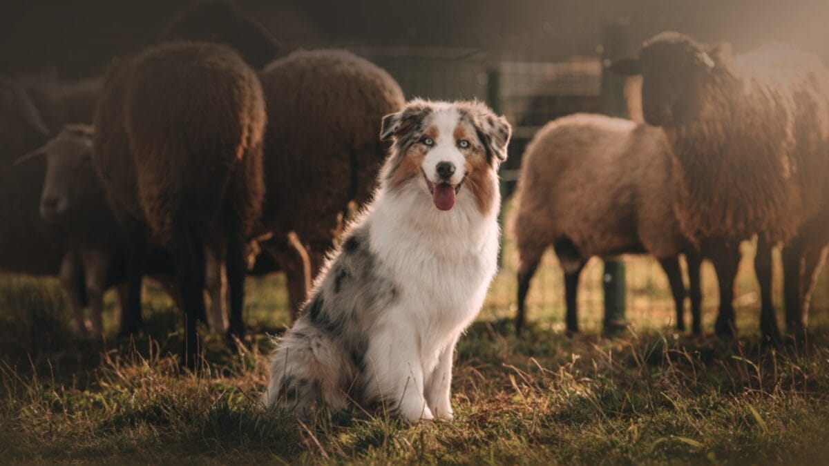 12 Dog Breeds That Might Turn Your Yard into a Dig Site 9 12 Dog Breeds That Might Turn Your Yard into a Dig Site - australian ss1592355844