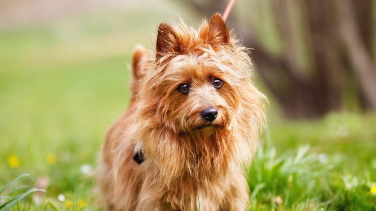 15 Overlooked Dog Breeds That are Smarter Than They Seem 7 15 Overlooked Dog Breeds That are Smarter Than They Seem - australian terrier dog closeup dp45122395