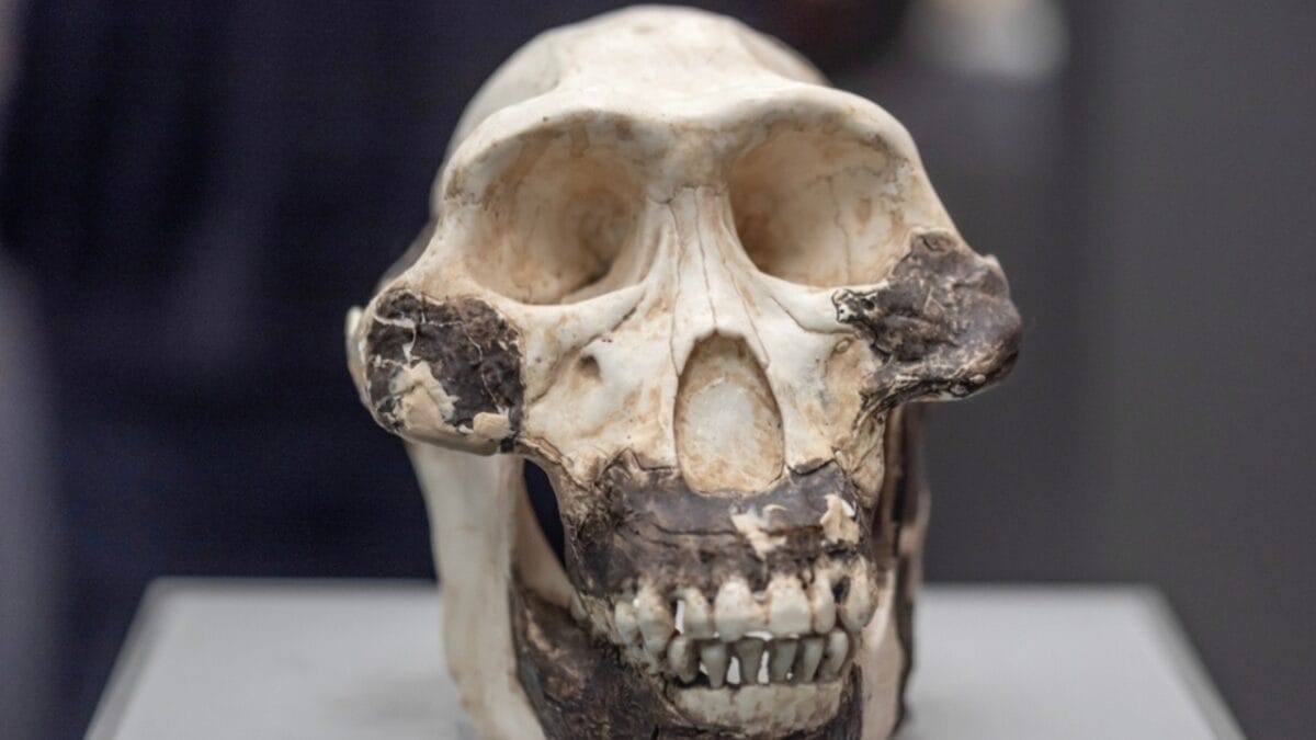 10 of the Oldest Human Fossils Ever Found 7 10 of the Oldest Human Fossils Ever Found - australopithecus afarensis ss2310101765