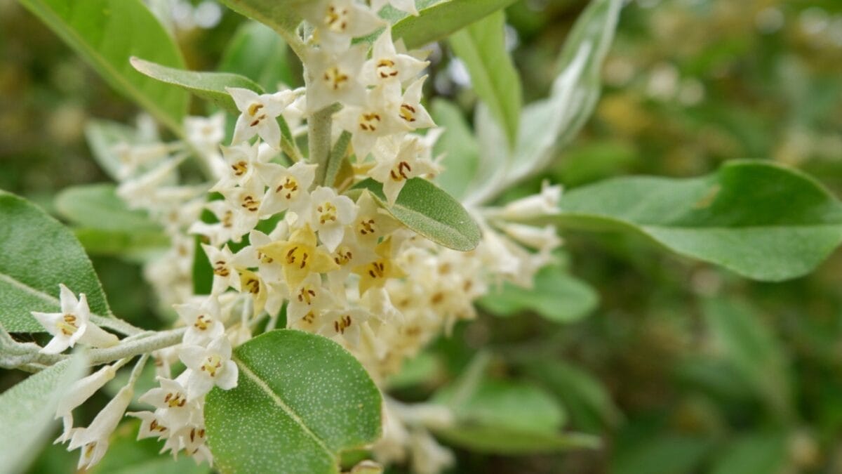 10 Plants & Trees That Attract Ticks 6 10 Plants & Trees That Attract Ticks - autumn olive flower dp643622790