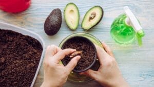 10 Simple Steps to Grow an Avocado Tree in a Small Pot 1 10 Simple Steps to Grow an Avocado Tree in a Small Pot - avocado growing indoor dp429932696