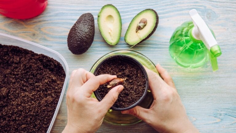 10 Simple Steps to Grow an Avocado Tree in a Small Pot 9 10 Simple Steps to Grow an Avocado Tree in a Small Pot - avocado growing indoor dp429932696