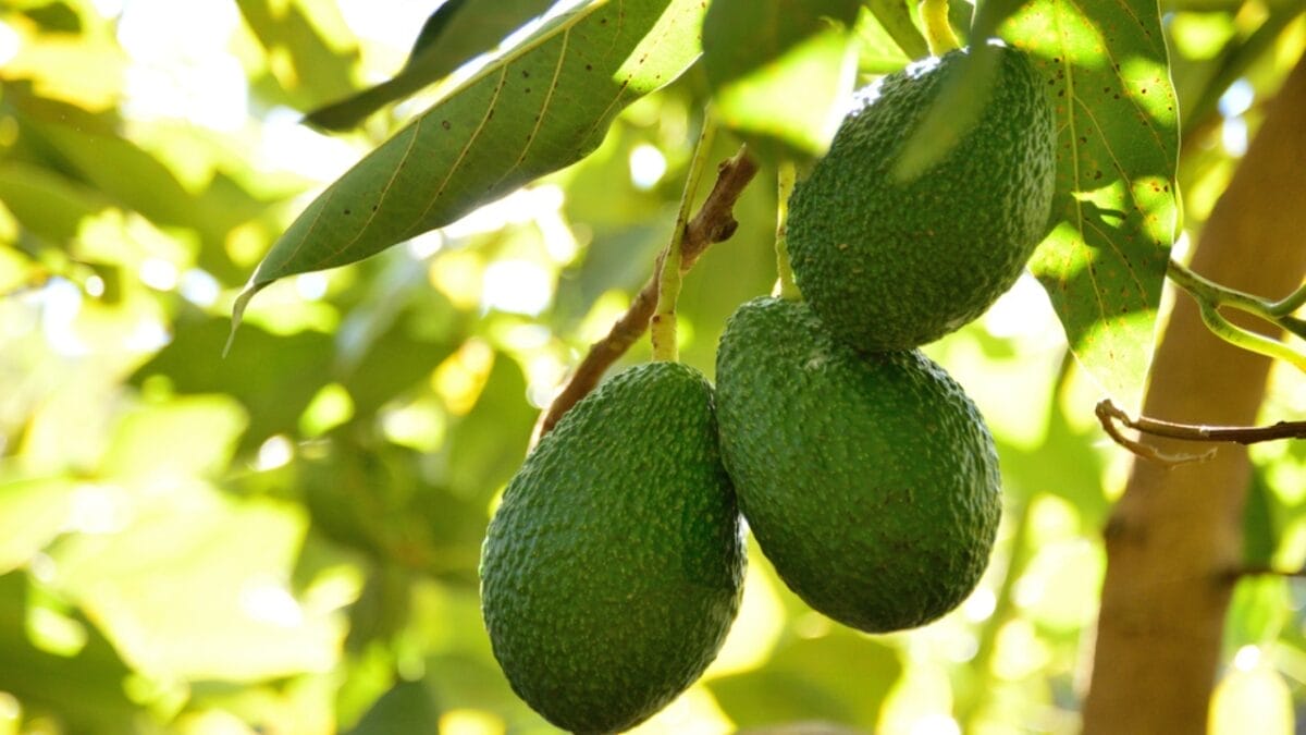 EWG’s 2024 Fruit & Veggie Dirty Dozen (Highest in Pesticides) & Clean 15 Lists - avocado ripe fruit dp332684248