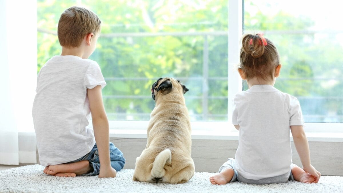 10 Reasons Why a Pug Might Be the Perfect Companion for You - back of pug dog and kid ss463995830