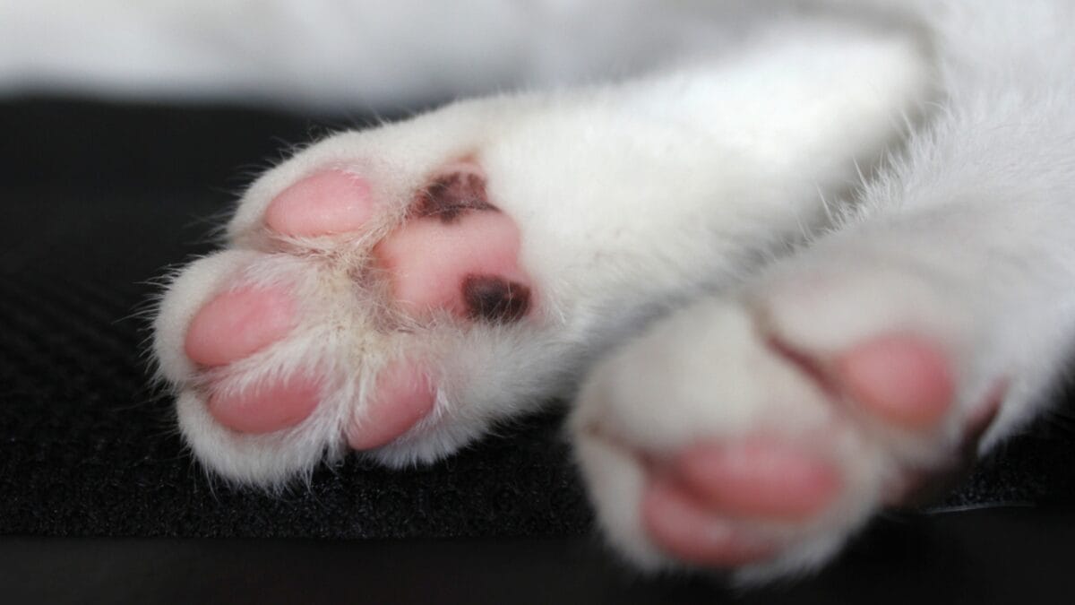 15 Cat Myths & Misconceptions Debunked - back paws cat ss126191294