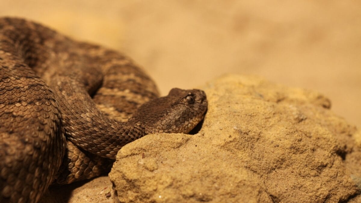 30 Rattlesnake Species from Around the Globe: Majority in U.S. 21 30 Rattlesnake Species from Around the Globe: Majority in U.S. - baja california rattlesnake dp335341454
