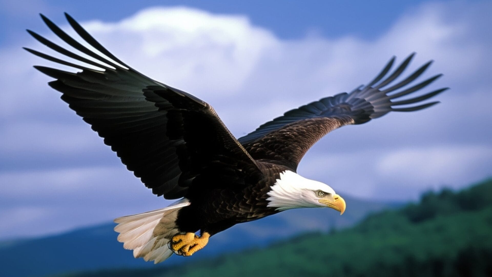 10 Creatures That Turn Hawks into Prey - bald eagle ss2364347943