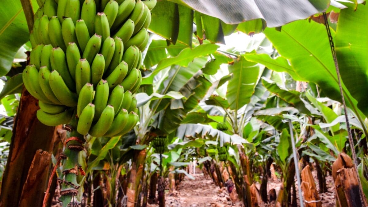 16 Fast Growing Fruit Trees for Impatient Gardeners 13 16 Fast Growing Fruit Trees for Impatient Gardeners - banana plant dp154391970