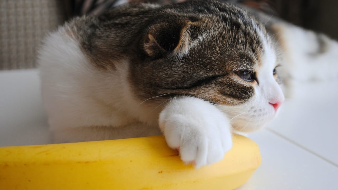11 Smells That Cats Absolutely Hate 3 11 Smells That Cats Absolutely Hate - bannana cat ss1382354843 degm